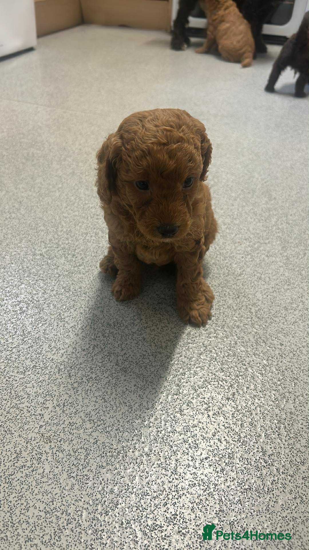 Mixed Breed dogs for sale: Labradoodle cavapoo puppies  - Image 5