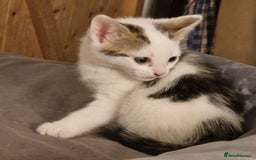 Mixed Breed cats for sale: 2 Tabbie beauties - Image 4
