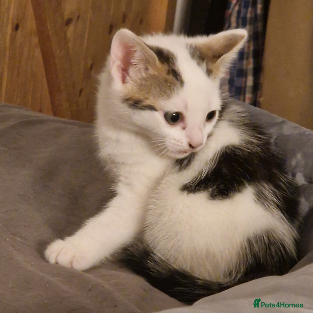 Mixed Breed cats for sale: 2 Tabbie beauties - Image 4
