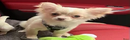 Chihuahua dogs for sale: Stunning litter of chi pups!  - Advert 5