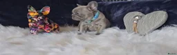 French Bulldog dogs for sale: 🐶💜 KC Registered French Bulldog Puppies - Advert 22