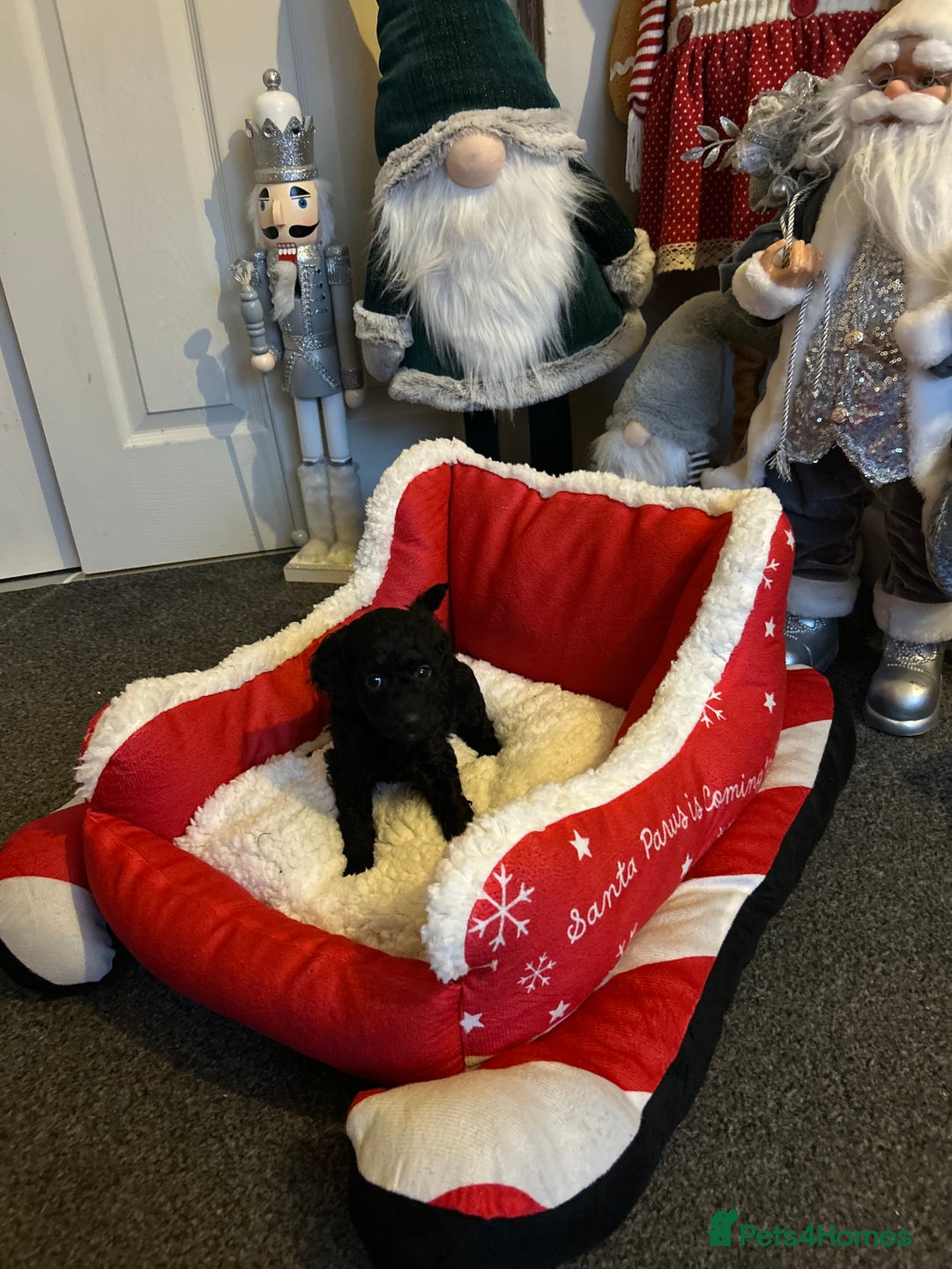 Cavapoo dogs for sale: F1b Cavapoos  - Advert 6