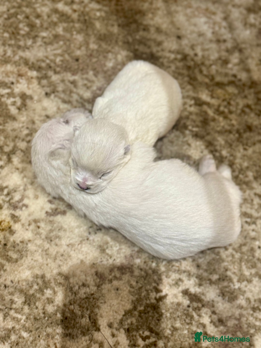 West Highland Terrier dogs for sale: 🐾💙Very Handsome Westie Boy Ready Now 💙🐾 - Advert 6