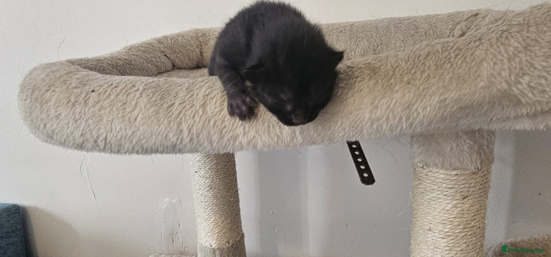 British Shorthair cats for sale: 3 kittens  - Image 4