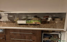 Hamster rodents for sale: Syrian hamster with bucatstate cage  - Image 10