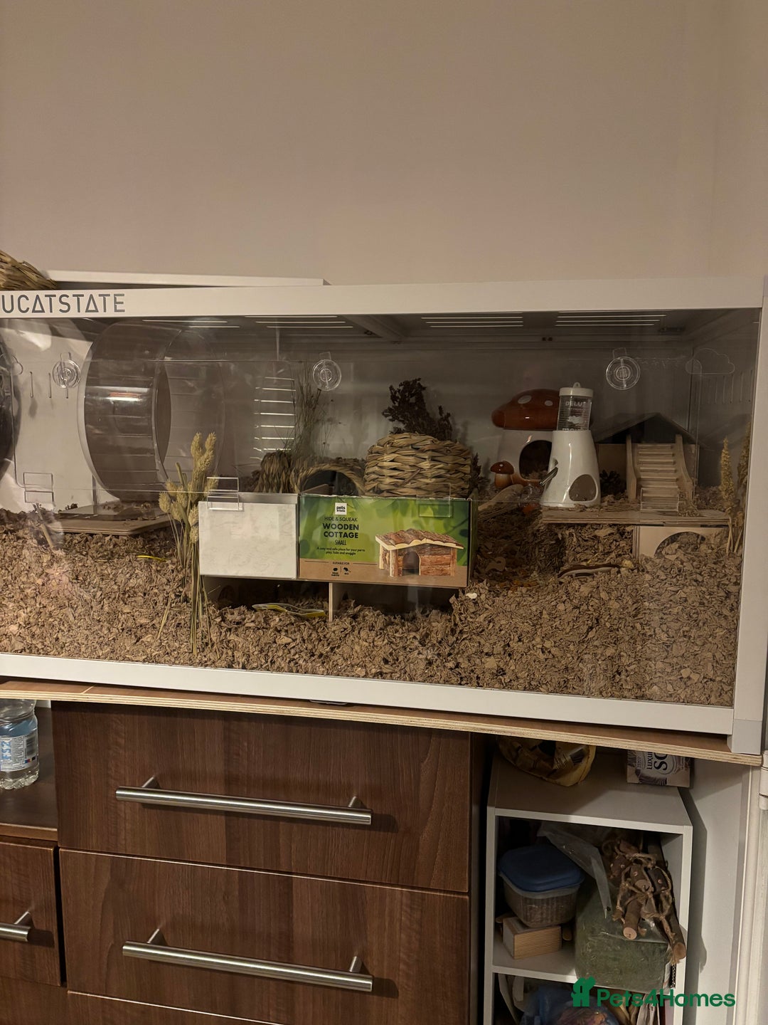 Hamster rodents for sale: Syrian hamster with bucatstate cage  - Image 10