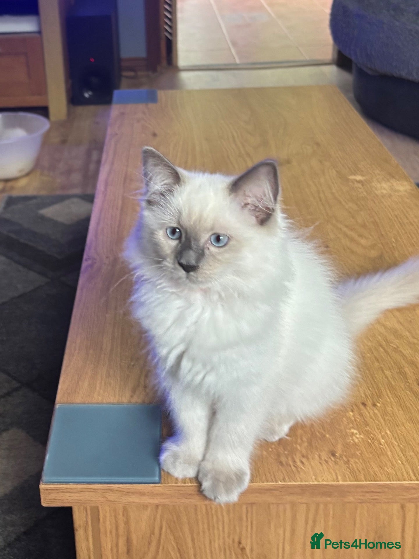Ragdoll cats Ragdoll Kittens - Advert 2