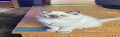 Ragdoll 1
