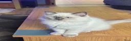 Ragdoll cats for sale: Ragdoll Kittens in Brandon - Advert 1