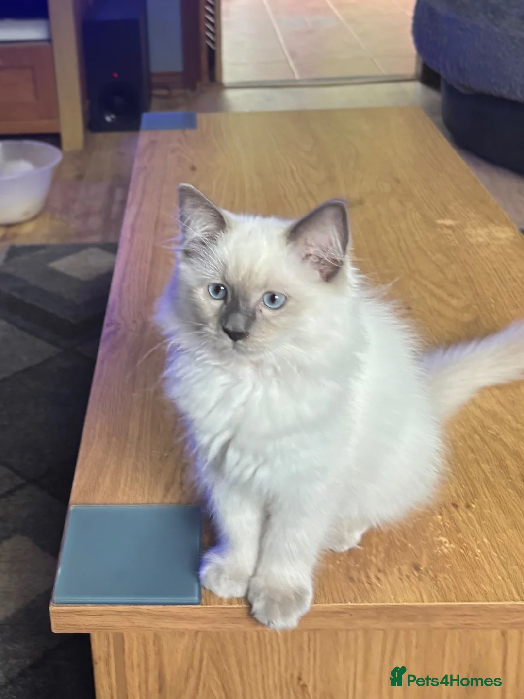 Ragdoll cats for sale: Ragdoll Kittens in Brandon - Advert 1