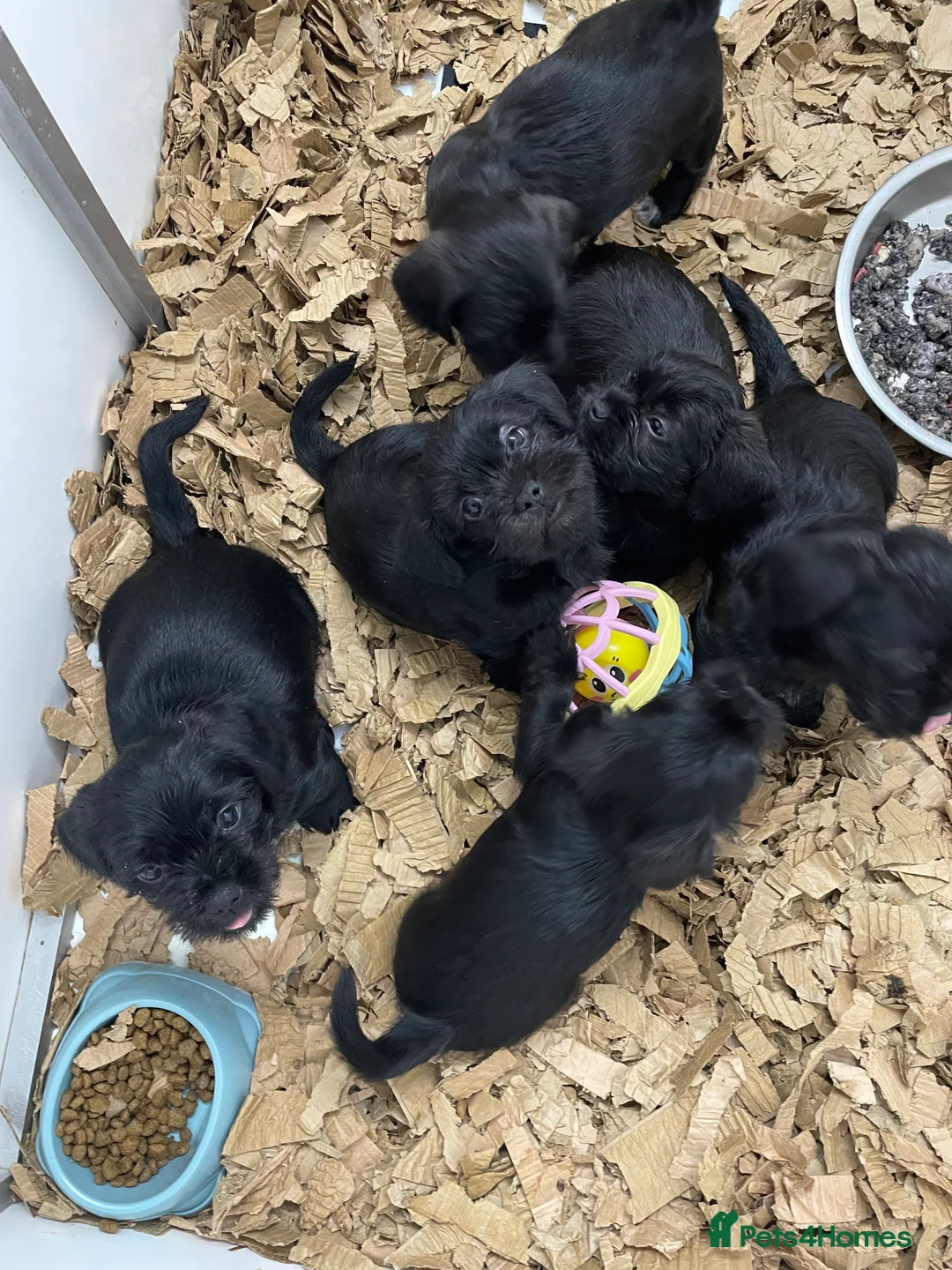 Mixed Breed dogs for sale: Shihtzu x mini wire daxi adorable  - Advert 16