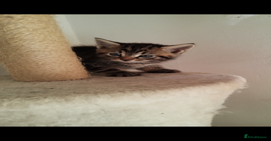 Mixed Breed cats - Advert 16