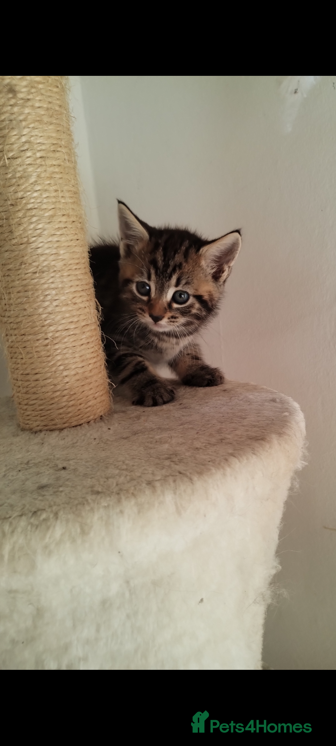 Mixed Breed cats for sale: Beautiful kittens  - Image 2