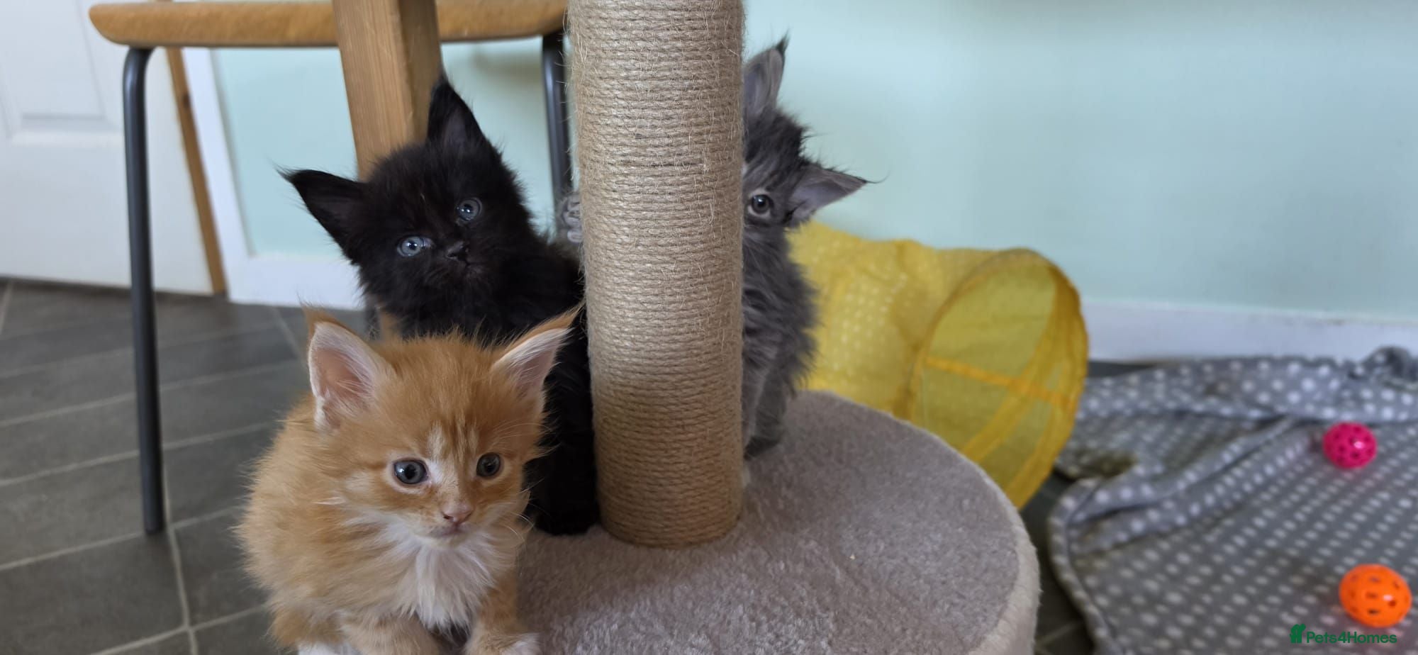 Maine Coon cats 5 beautiful maincoon kittens  - Advert 9