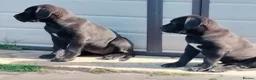 Cane Corso dogs for sale: Cane Corso puppies ready to leave now - Advert 34
