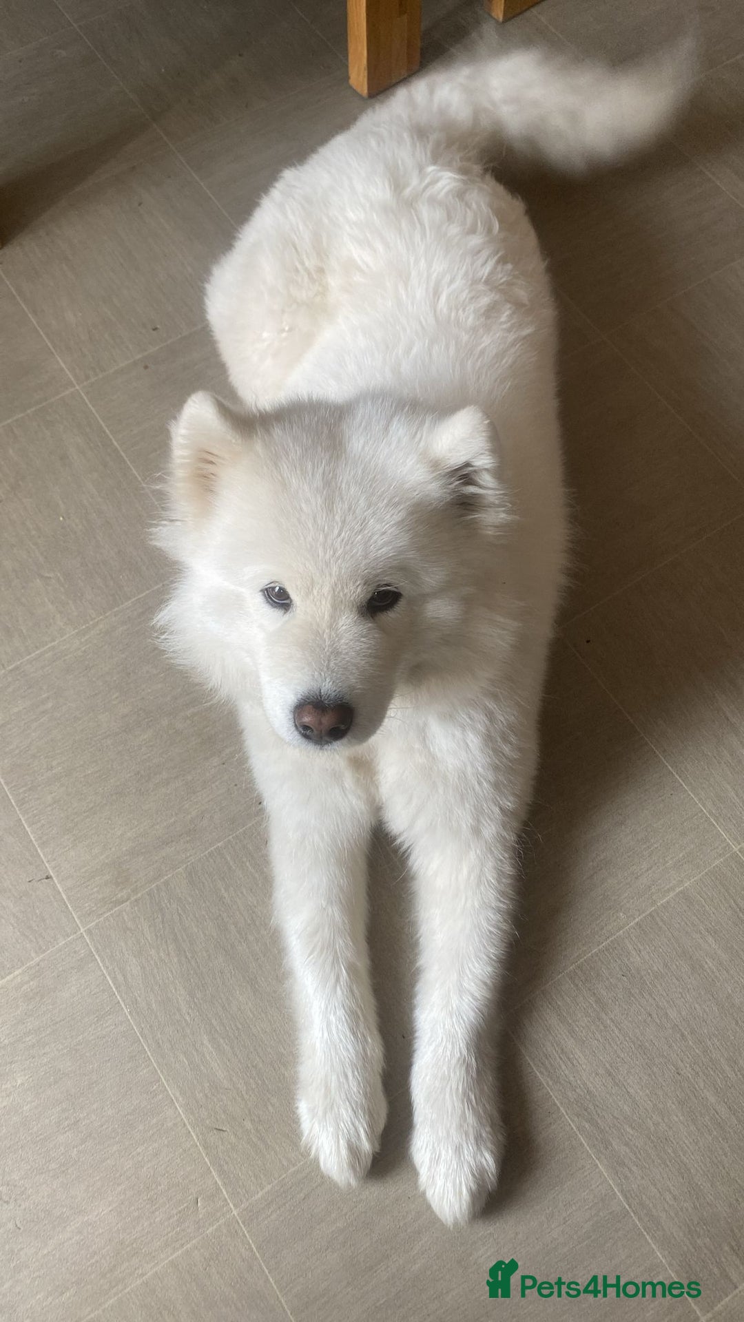 Samoyed dogs for sale: Samoyed bitch 3 years old - Image 1