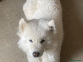 Samoyed dogs - Advert 10