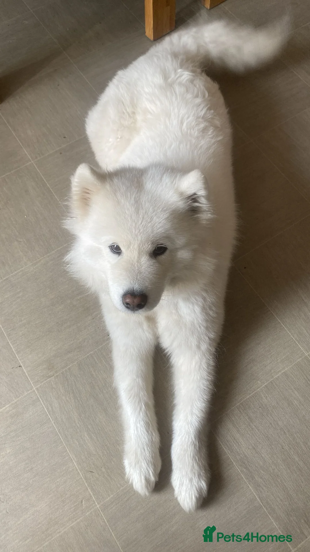 Samoyed dogs for sale: Samoyed bitch 4 years old - Advert 1