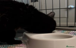 Domestic Shorthair cats for adoption: Midnight 🖤 - Image 4