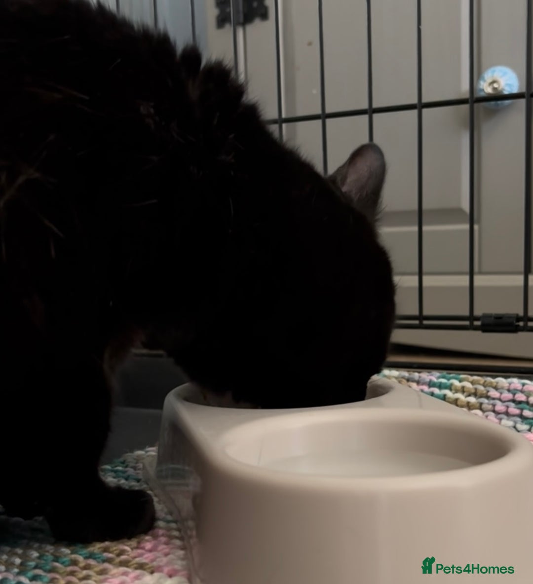 Domestic Shorthair cats for adoption: Midnight 🖤 - Image 4