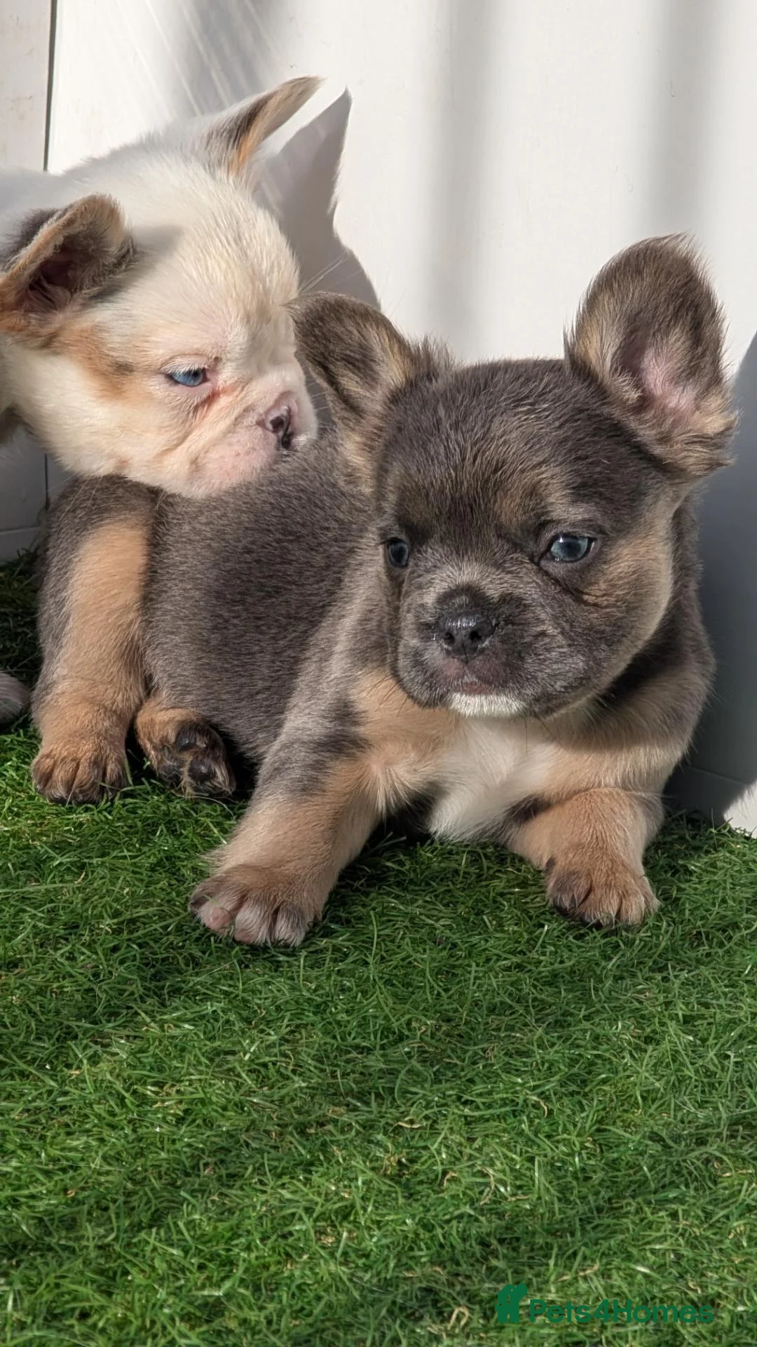 French Bulldog dogs for sale: Ready to leave now Visual Fluffy blue/lilac tri F - Advert 1