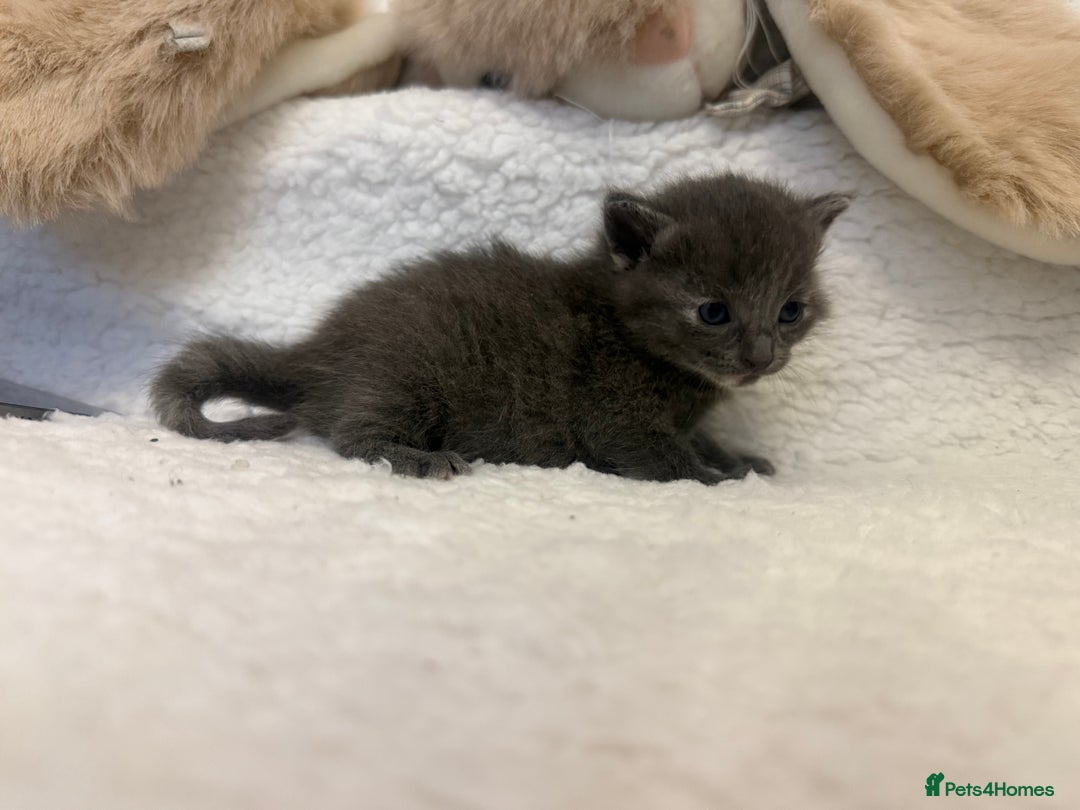 Mixed Breed cats for sale: Kittens  - Advert 8