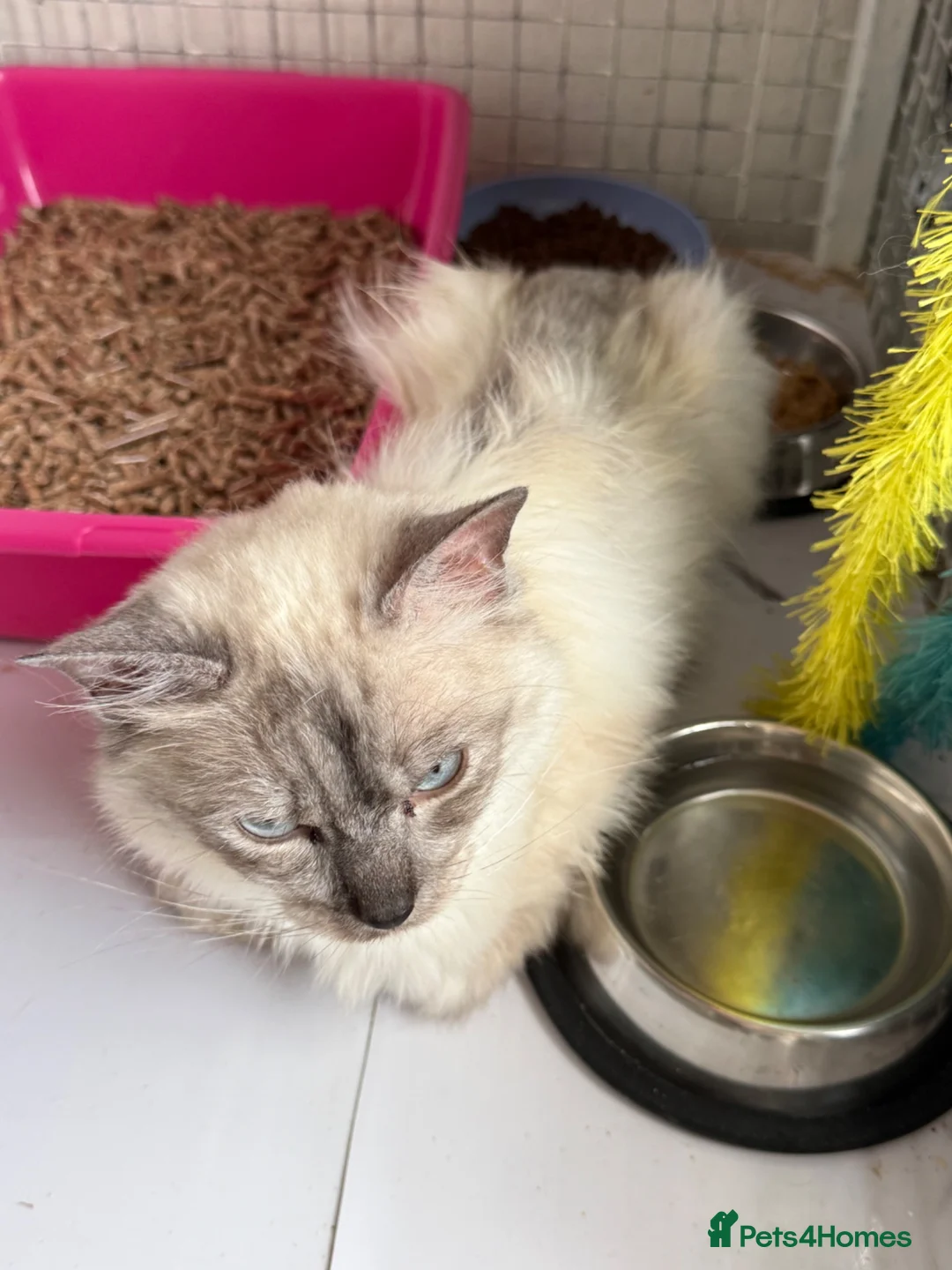 Ragdoll cats for sale: RAGDOLL MALE nice - Advert 2