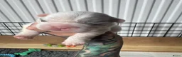 French Bulldog dogs for sale: French bulldogs all visual fluffys - Advert 9