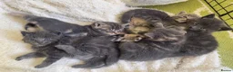 Mixed Breed cats for sale: Adorable grey kittens & tabby grey kittens  in Salisbury - Advert 12