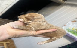 Cockapoo dogs for sale: Beautiful f2 cockapoos - Image 10