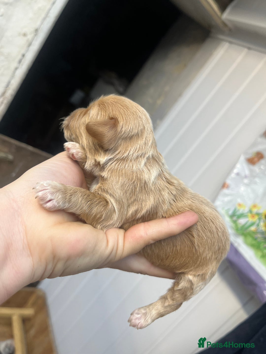 Cockapoo dogs for sale: Beautiful f2 cockapoos - Image 10