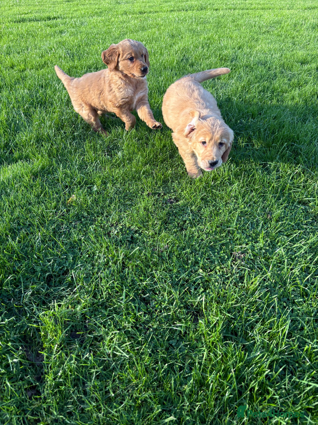 Golden Retriever dogs for sale: KC Registered Golden Retriever Puppies - Image 21