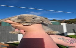 Mini Lop rabbits for sale: Two Mini Lop Bucks for Sale - Image 3