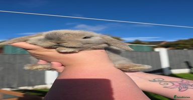 Mini Lop rabbits - Advert 14