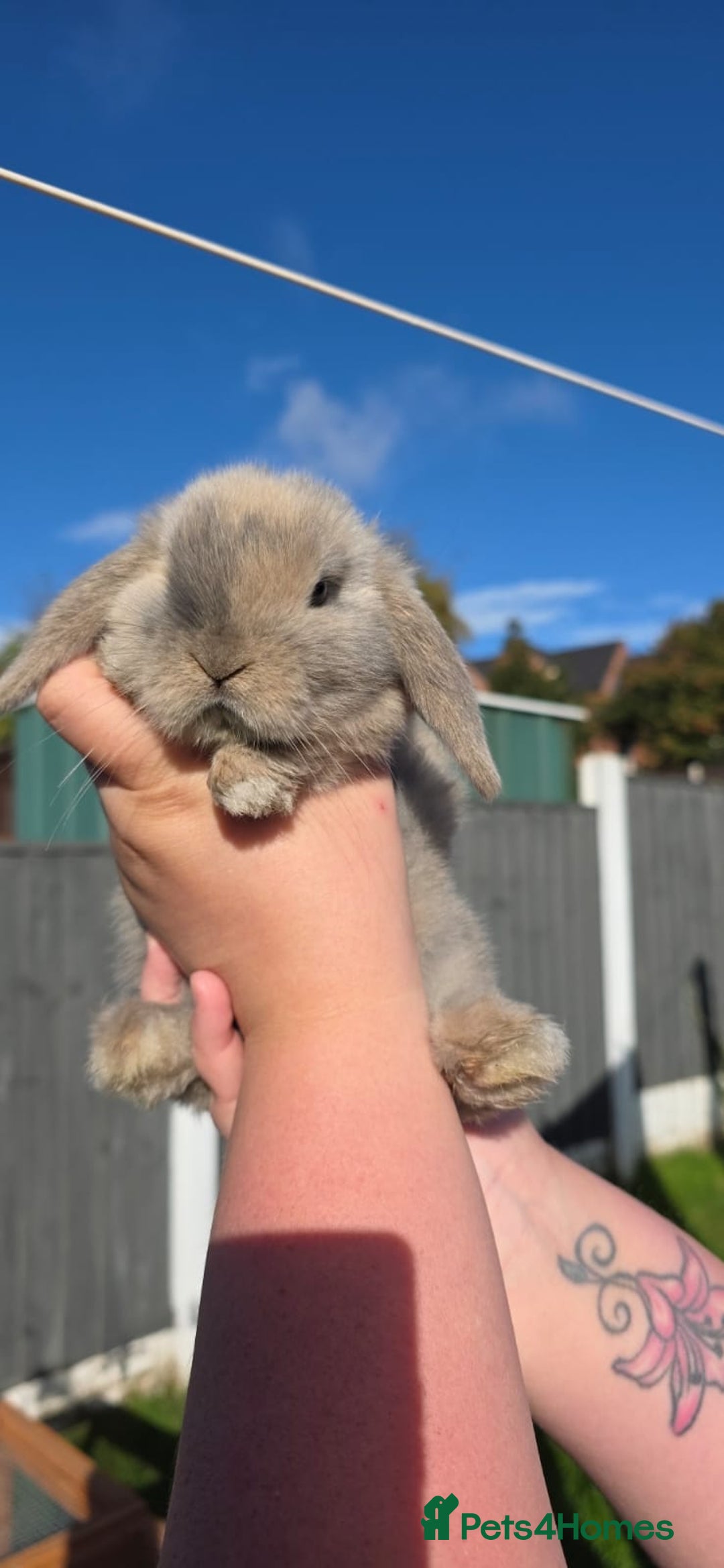 Mini Lop rabbits for sale: Two Mini Lop Bucks for Sale - Image 3
