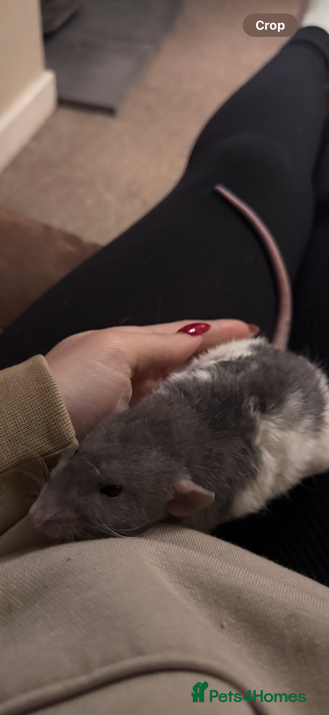 Rat rodents for sale: 5 friendly male rats with cage - Image 4