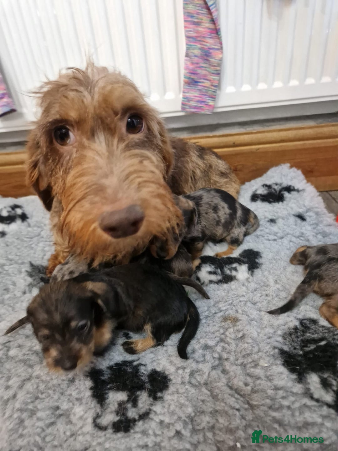 Dachshund dogs for sale: Wirehaired daschund chocolate dappled  - Advert 3