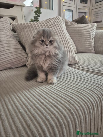 Scottish Fold cats - Advert 2