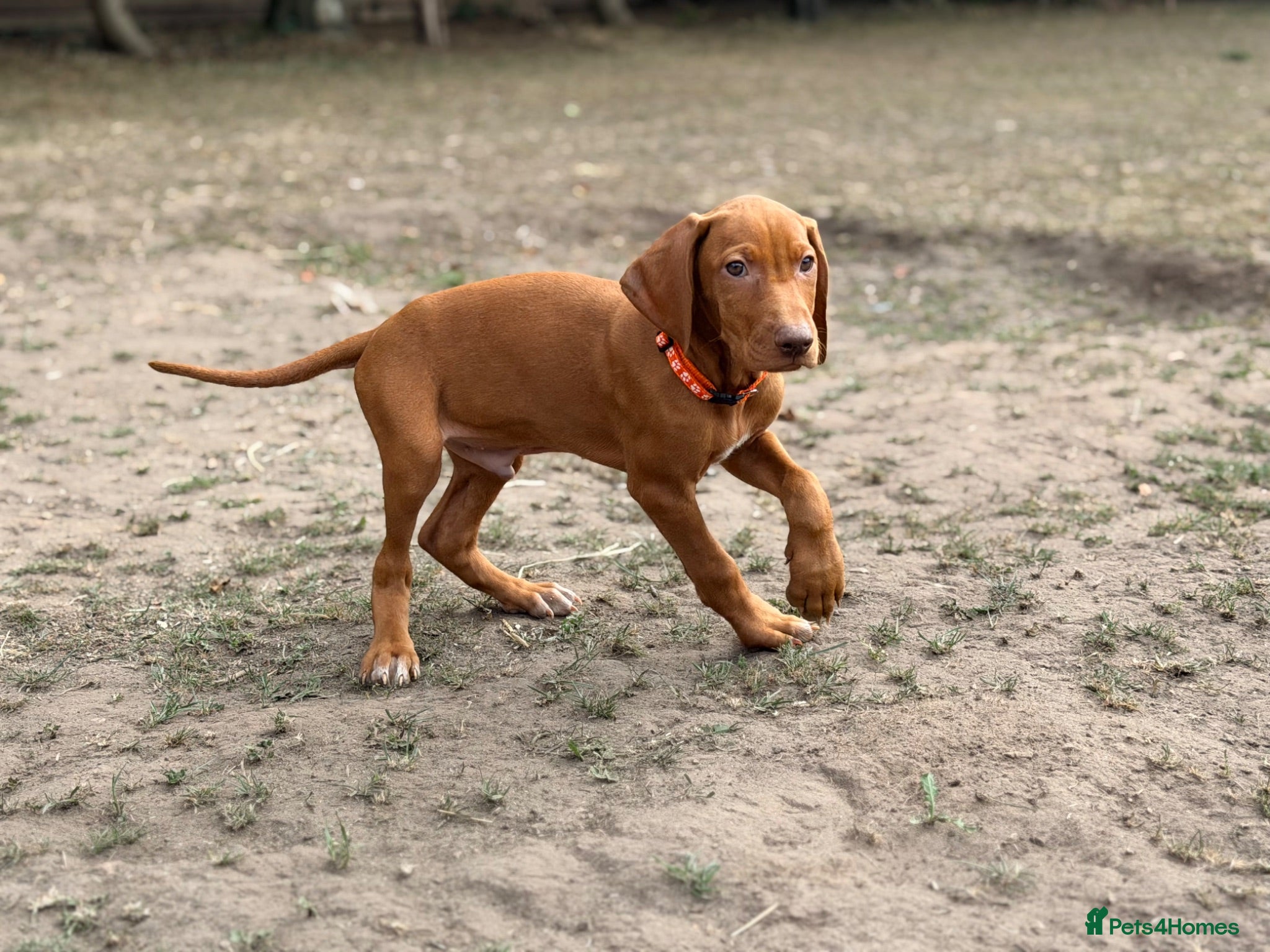 Hungarian Vizsla dogs Premium Male Hungarian Vizsla Puppies ONLY 1  - Advert 1