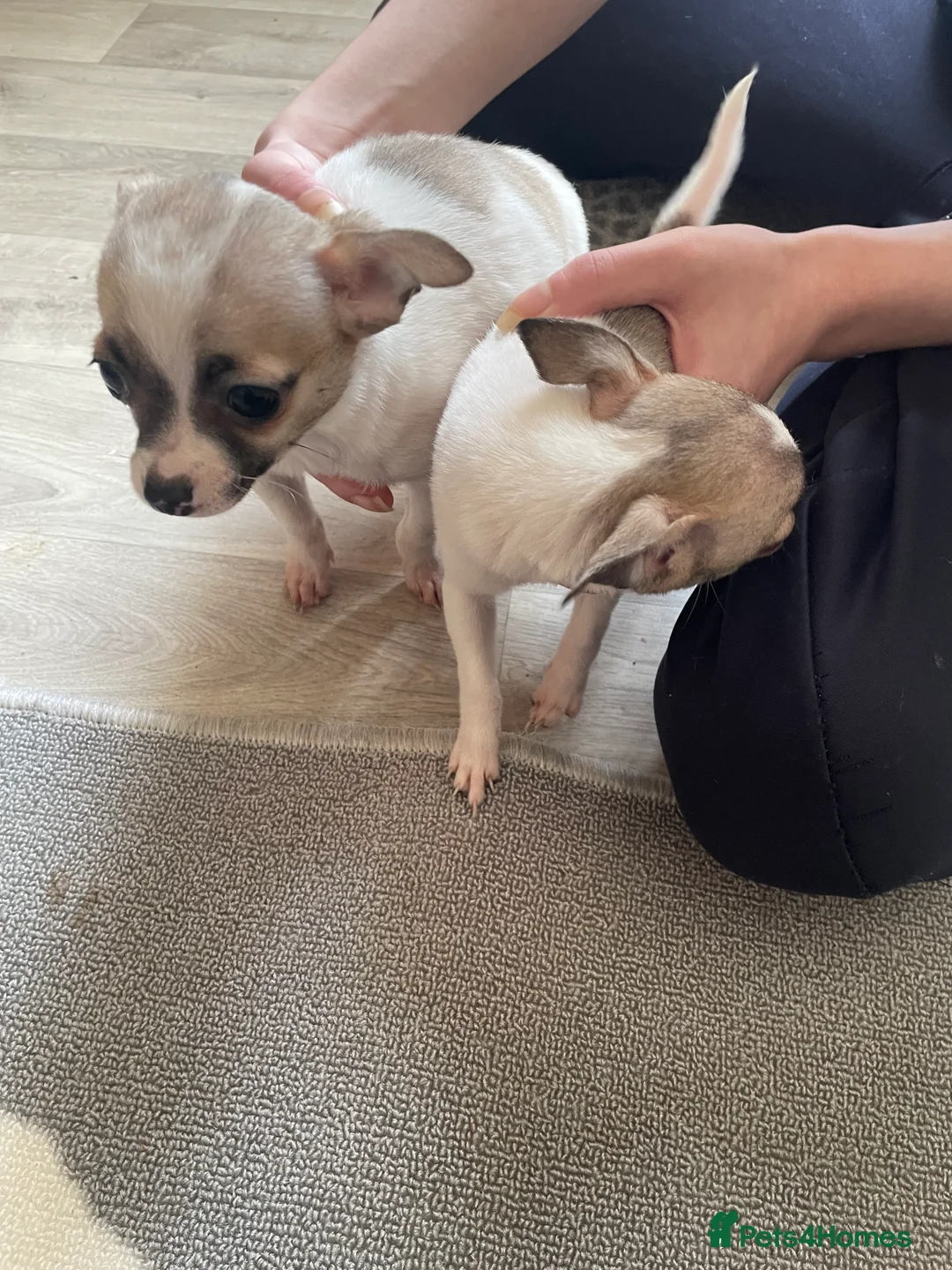 Jack Chi dogs for sale: Puppies  - Advert 3