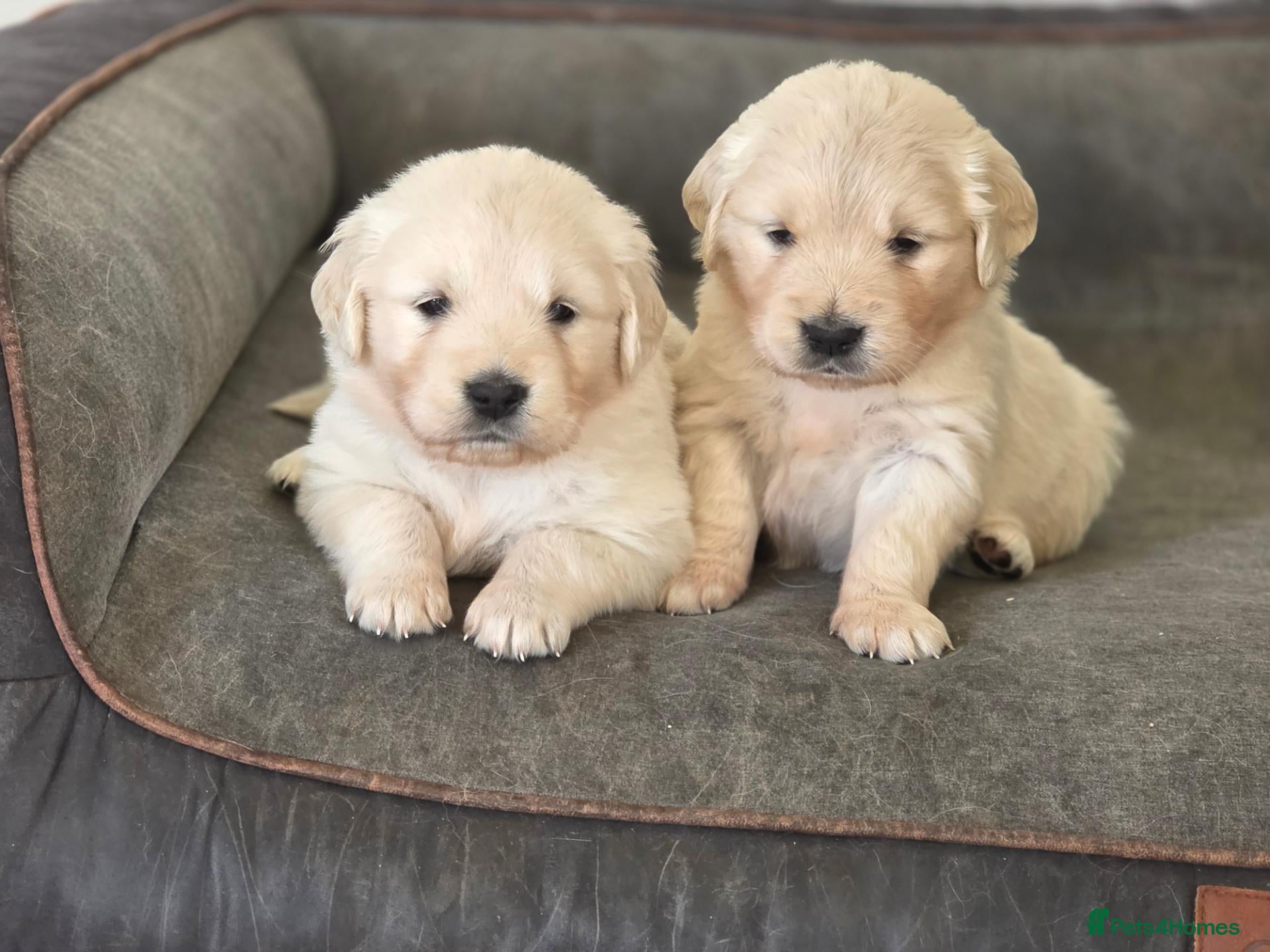 Golden Retriever dogs Palest cream puppies for sale - Advert 1