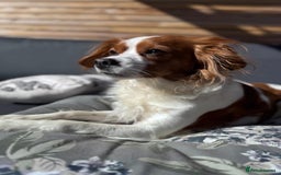 Cavapoo dogs for sale: Gorgeous Puppies ✨🐶 5 in litter Cavapo f1b dog   - Image 10