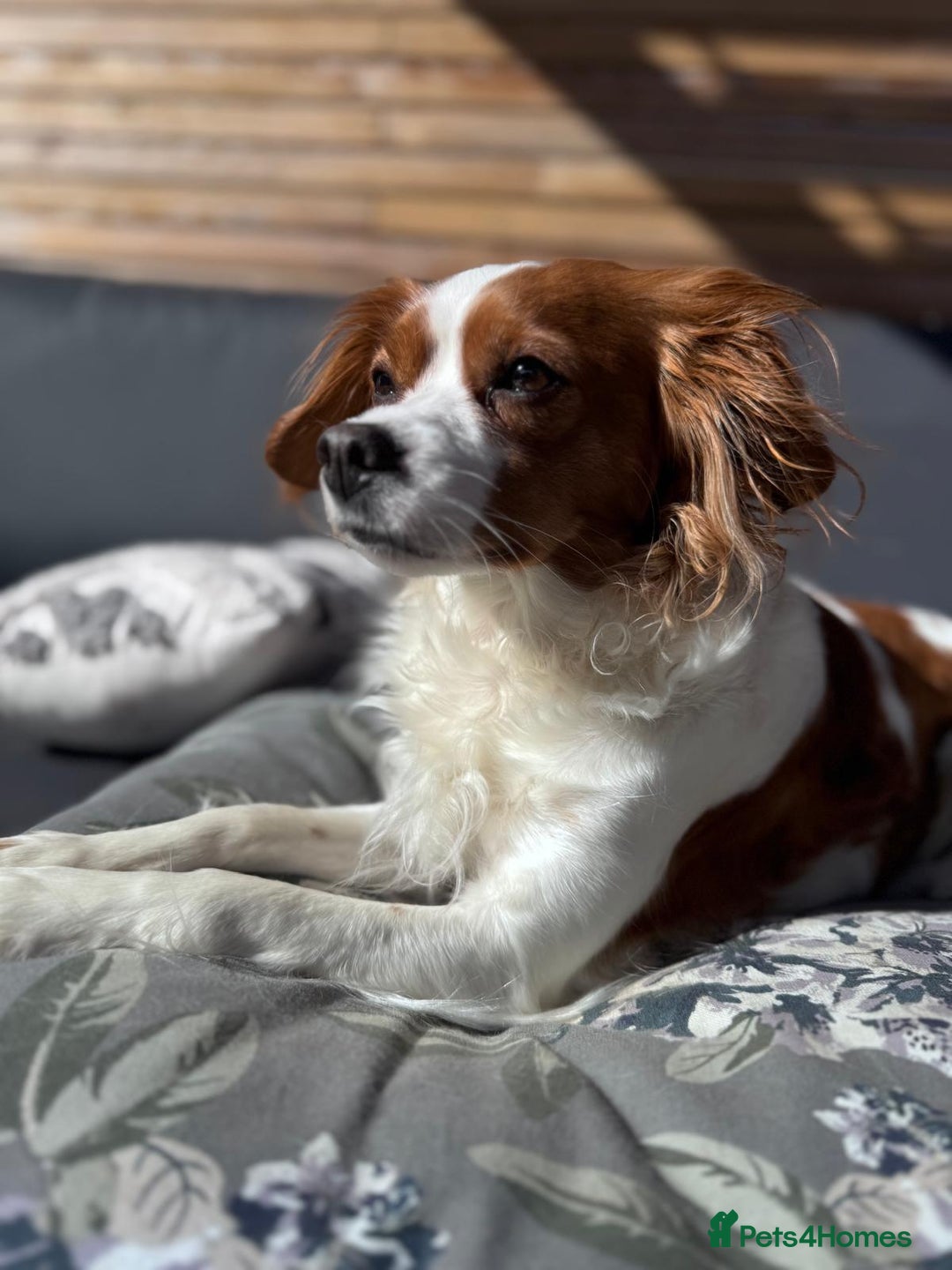 Cavapoo dogs for sale: Gorgeous Puppies ✨🐶 5 in litter Cavapo f1b dog   - Image 10