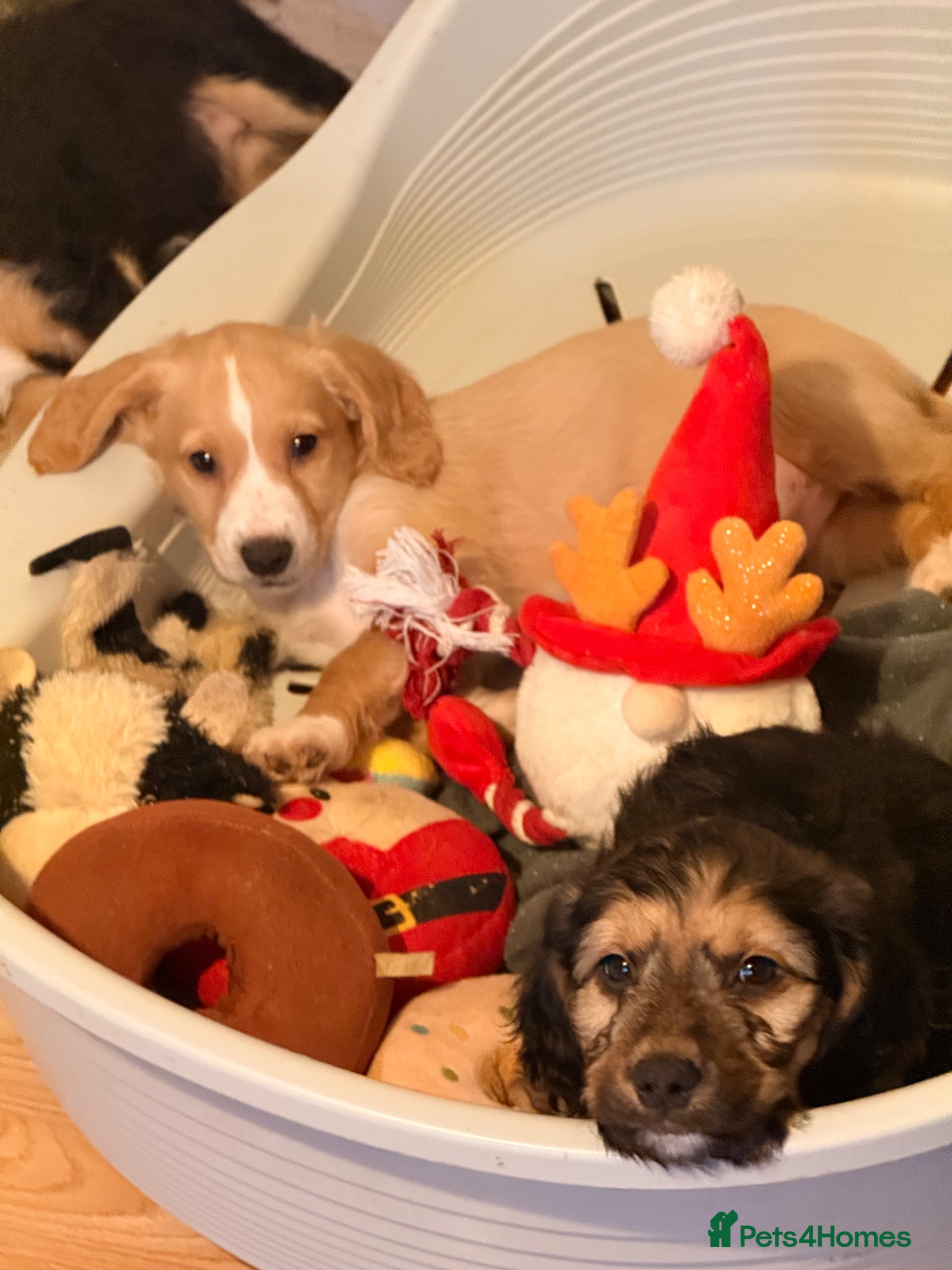 Cockapoo dogs Cockapoo puppies for sale - Advert 7
