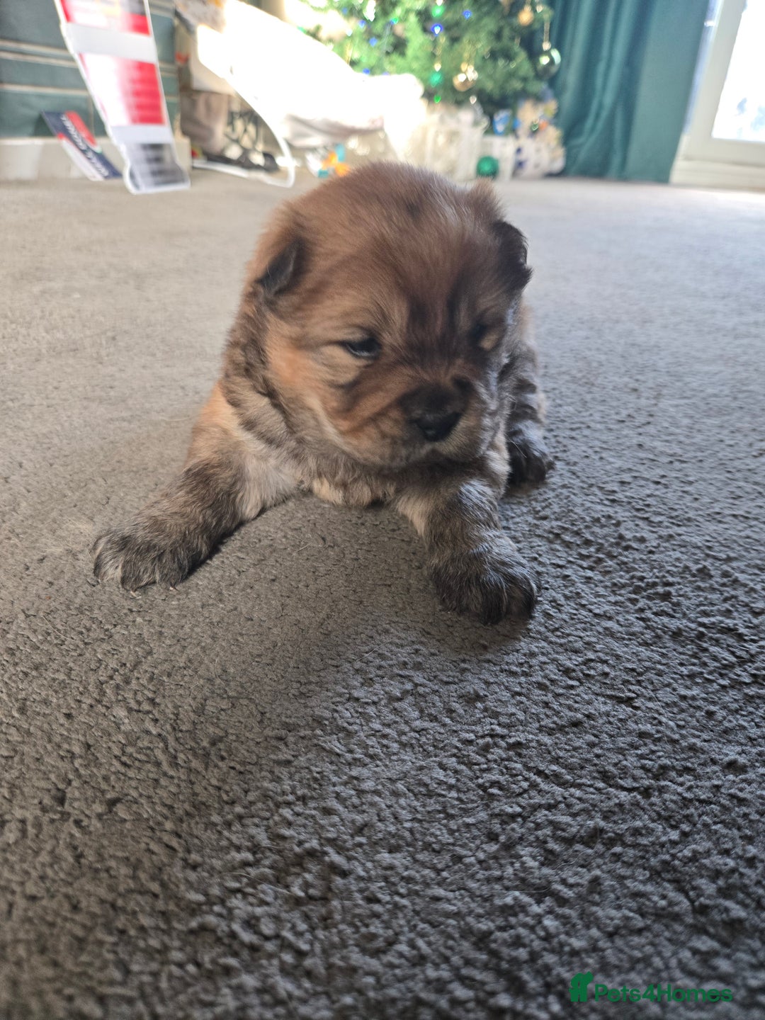 Chow Chow dogs for sale: Chow chow puppies - Advert 23