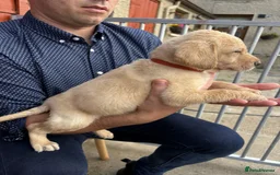 Labrador Retriever dogs for sale: IGL Champion × Top Irish Bitch Ready Mid–End Aug - Image 6
