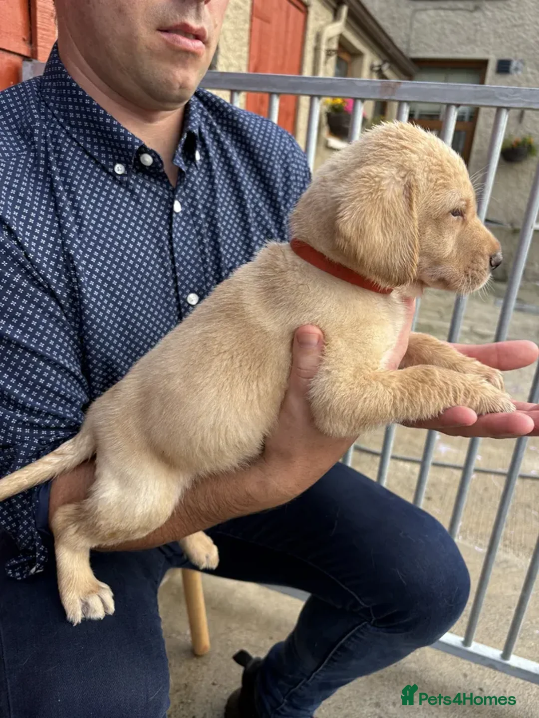 Labrador Retriever dogs for sale: IGL Champion × Top Irish Bitch Ready Mid–End Aug - Image 6