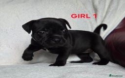 Staffordshire Bull Terrier dogs for sale: KC registered Champions Bloodline Show Quality  - Image 14