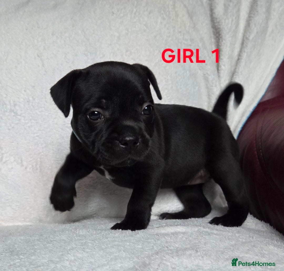 Staffordshire Bull Terrier dogs for sale: KC registered Champions Bloodline Show Quality  - Image 14
