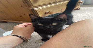 Mixed Breed cats - Advert 16